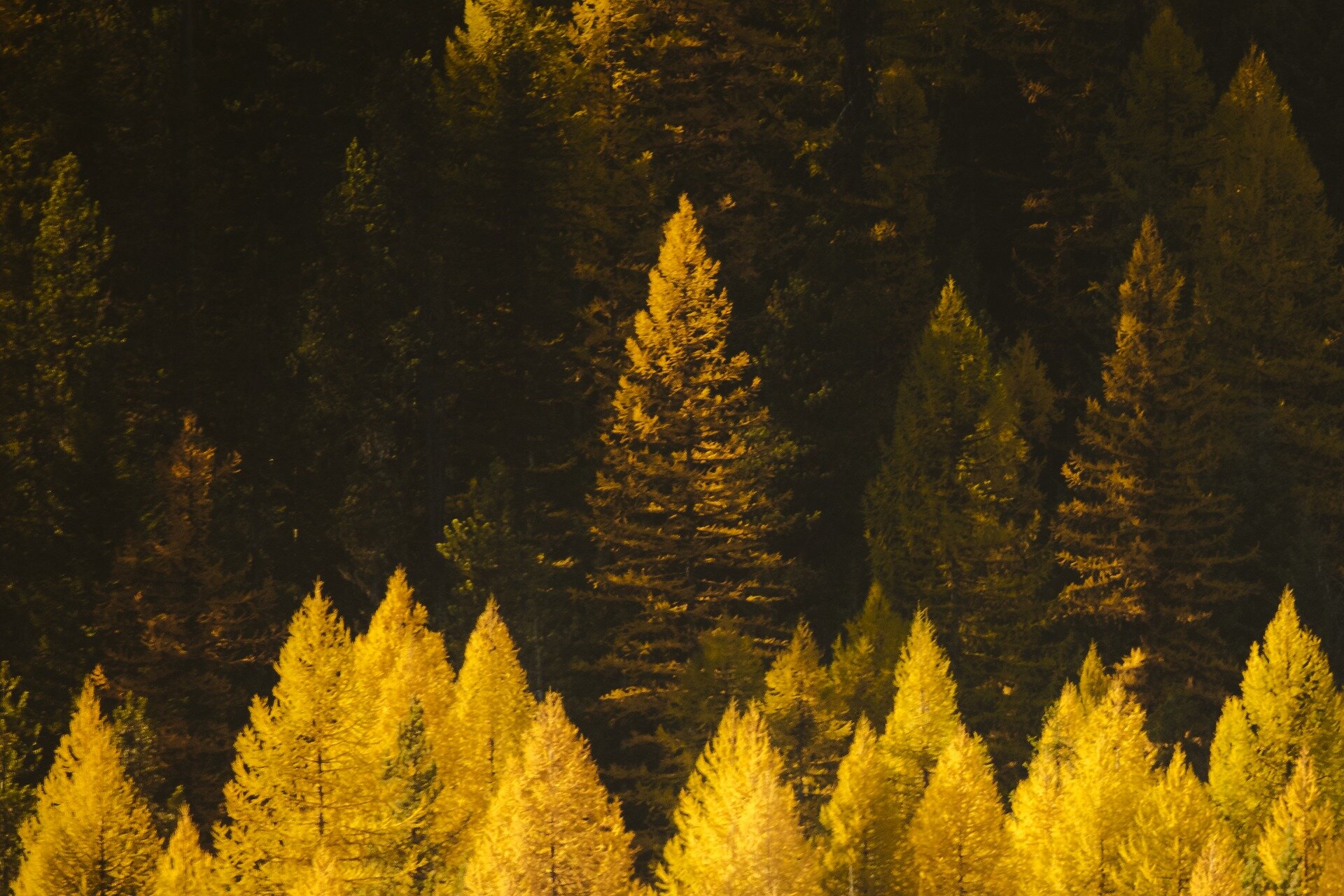 trees.jpg